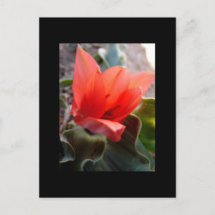 desert bloom postcard