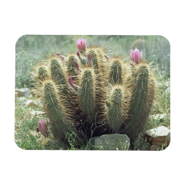 Desert Blooms Cactus Decorative Fridge Magnet (Horizontal)