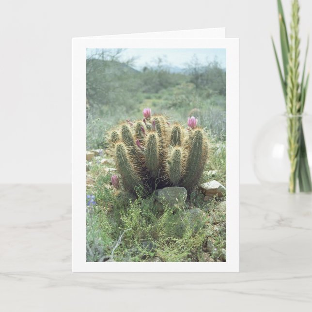 Desert Blooms Cactus Greeting Cards or Note Cards (Front)
