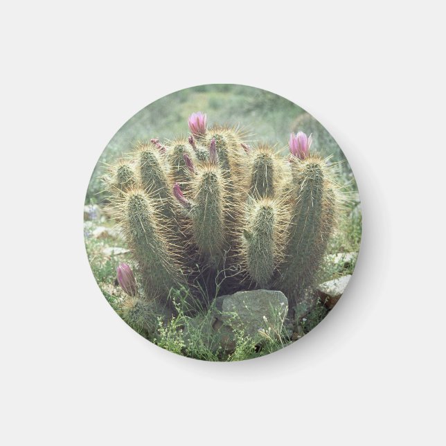 Desert Blooms Cactus Refrigerator Gift Magnet (Front)