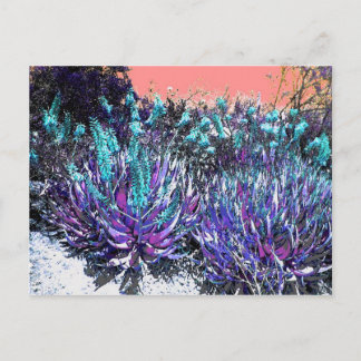 Desert Blooms Postcard