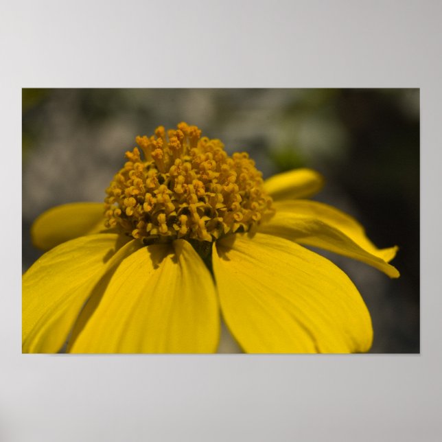 Desert Brittlebrush Blossom Poster (Front)