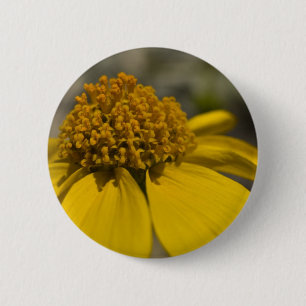 Desert Brittlebrush Round Button