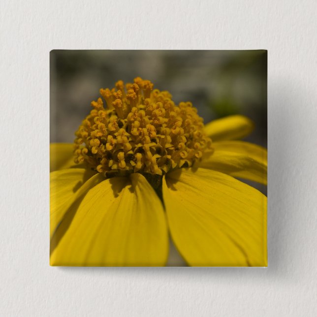 Desert Brittlebrush Square Button (Front)