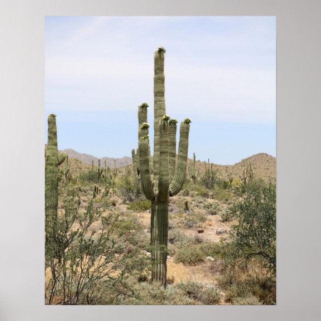 Desert Cactus 16x20 Poster Print Wall Art Decor (Front)