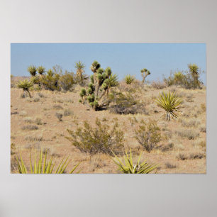 Desert Cactus and Plants Poster