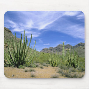 Desert cactus at Organ Pipe National Monument, Mouse Pad