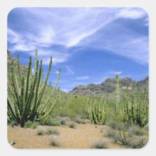 Desert cactus at Organ Pipe National Monument, Square Sticker