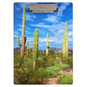 Desert cactus landscape, Arizona Clipboard