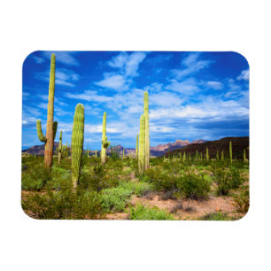 Desert cactus landscape, Arizona Magnet