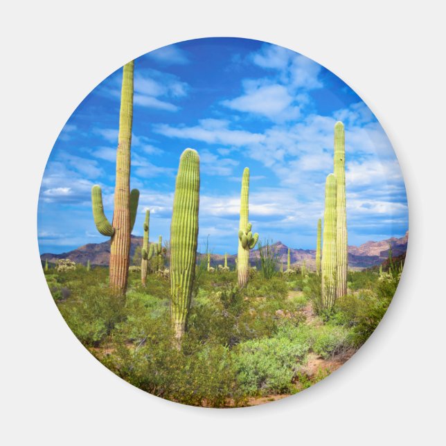 Desert cactus landscape, Arizona Magnet (Front)