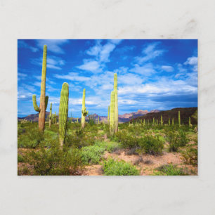Desert cactus landscape, Arizona Postcard