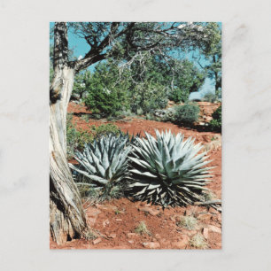 Desert Cactus Postcard