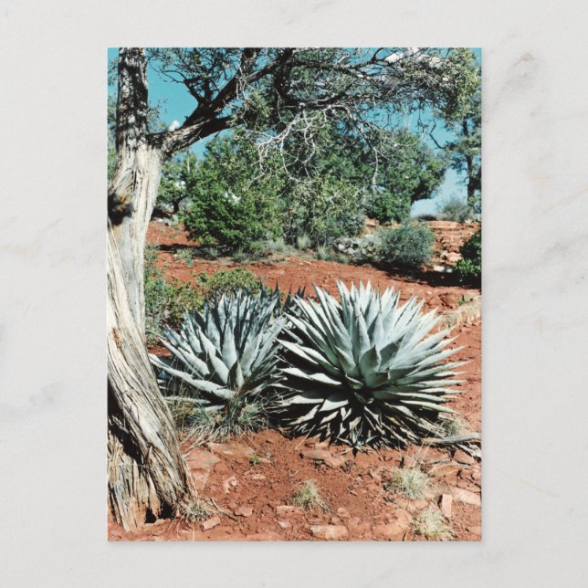 Desert Cactus Postcard (Front)