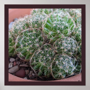Desert Cactus Poster