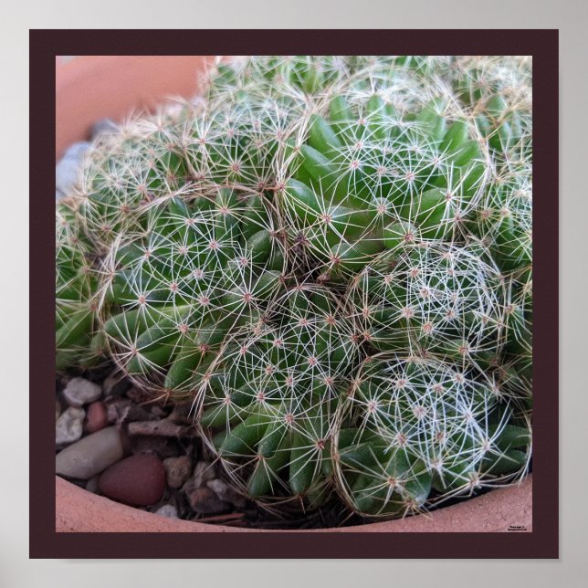 Desert Cactus Poster (Front)