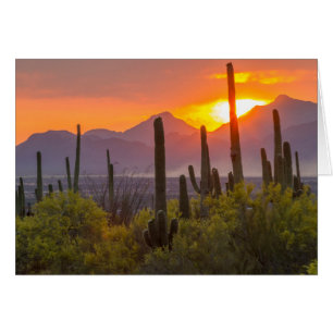 Desert cactus sunset, Arizona