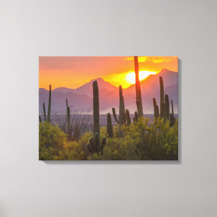 Desert cactus sunset, Arizona Canvas Print