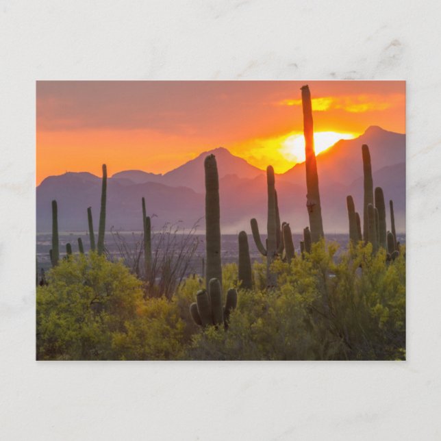 Desert cactus sunset, Arizona Postcard (Front)