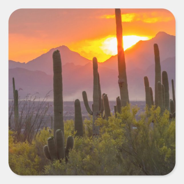 Desert cactus sunset, Arizona Square Sticker (Front)