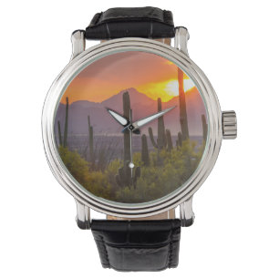 Desert cactus sunset, Arizona Watch