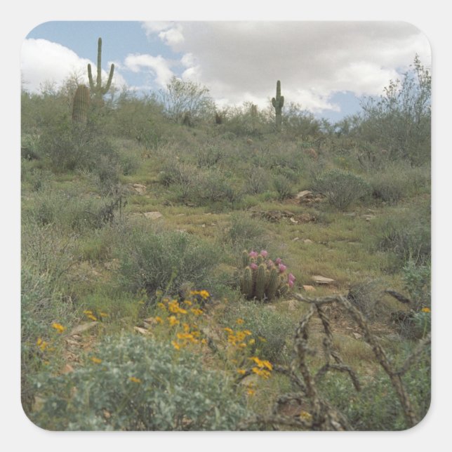 Desert Cactus Symphony Art Custom Sticker Decals (Front)