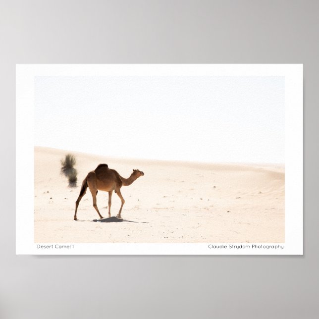 Desert Camel 1 Poster (Front)