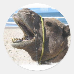 Desert Camel Stickers