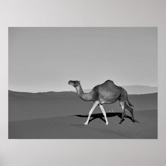 Desert Camel Walking Black and White Poster (Front)
