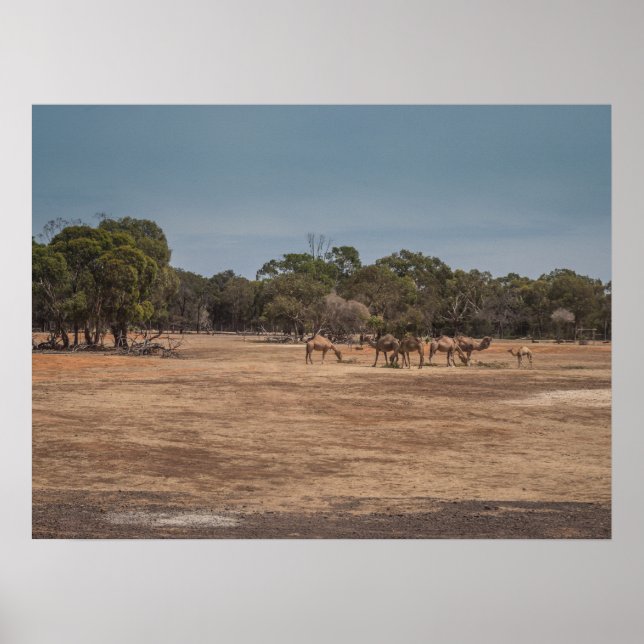 Desert Camels Grazing in Australian Outback Poster (Front)