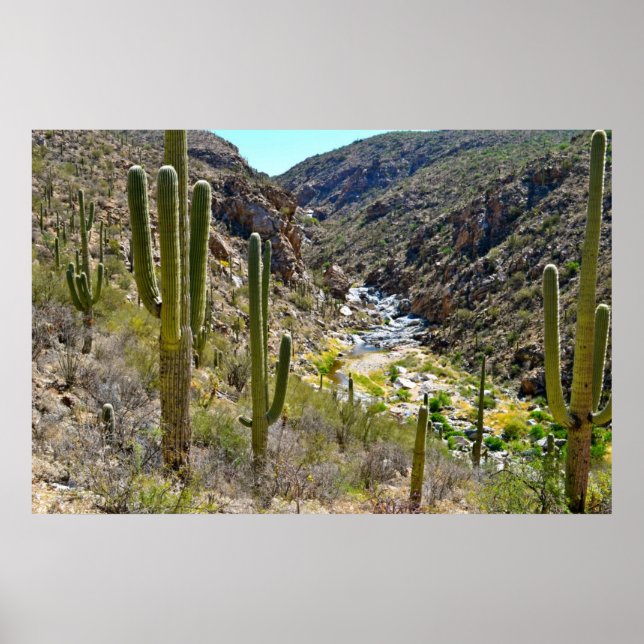 Desert Canyon Poster (Front)
