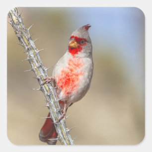 Desert Cardinal Square Sticker