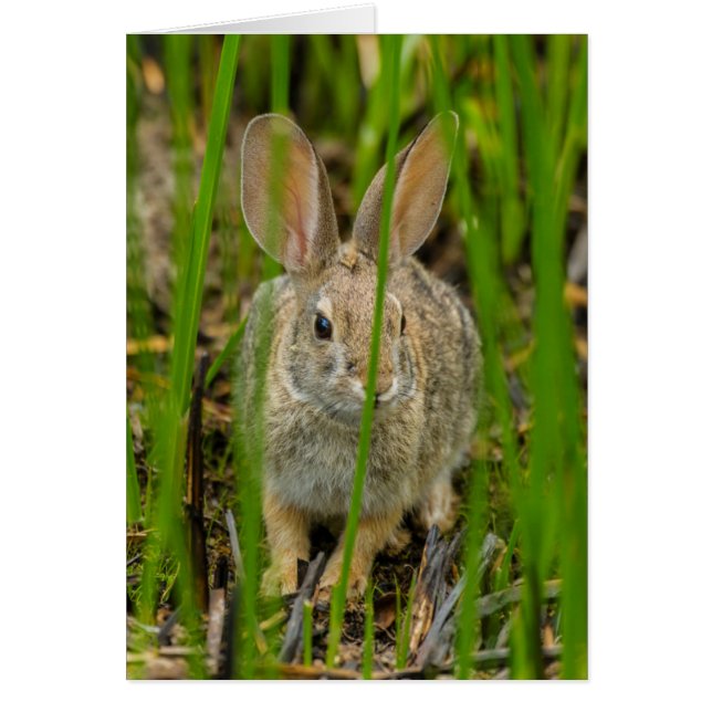 Desert Cottontail Rabbit (Front)