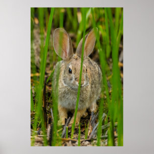 Desert Cottontail Rabbit Poster