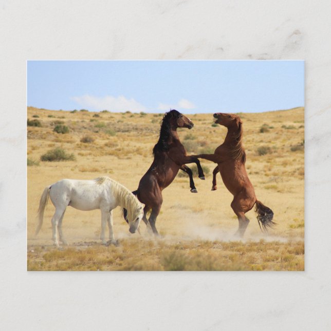 Desert Dance Postcard (Front)