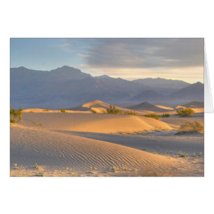 Desert Dawn
