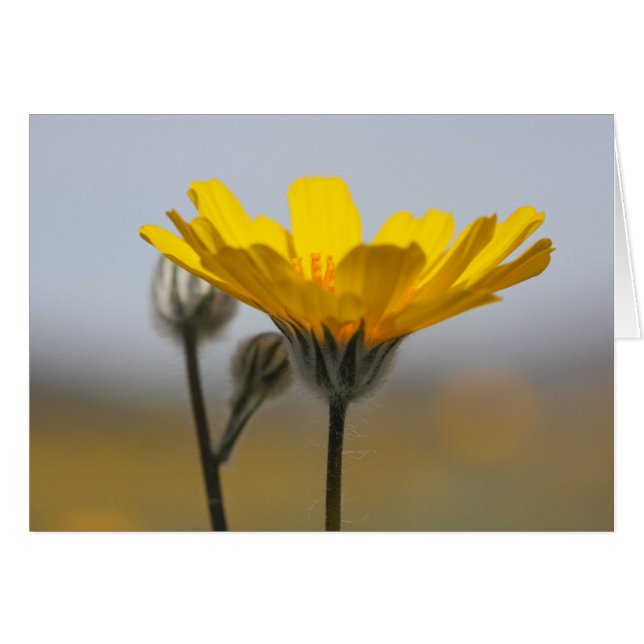 Desert Dune Sunflower (Front Horizontal)