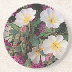 Desert Evening Primrose and Desert Sand Verbena, Coaster