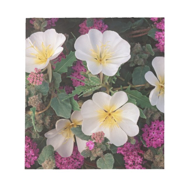 Desert Evening Primrose and Desert Sand Verbena, Notepad (Front)