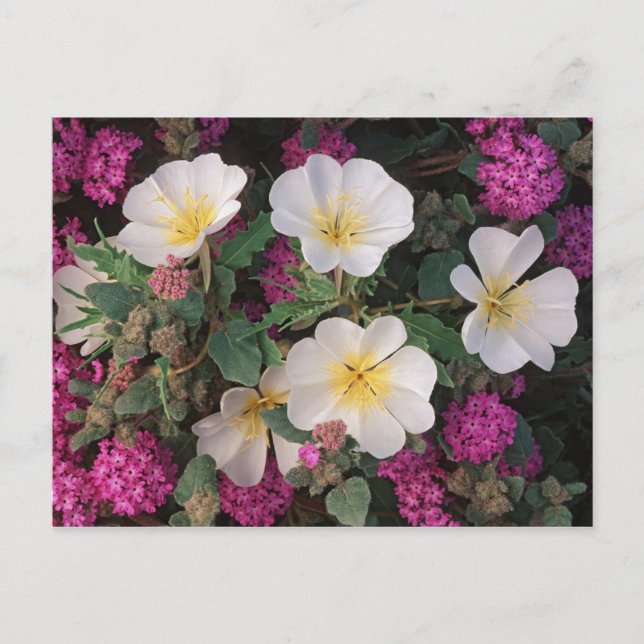 Desert Evening Primrose and Desert Sand Verbena, Postcard (Front)