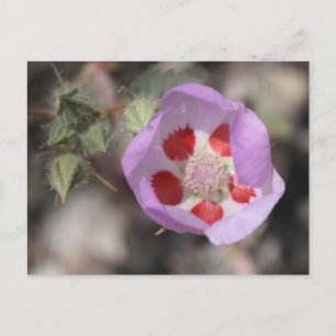Desert Five Spot Postcard