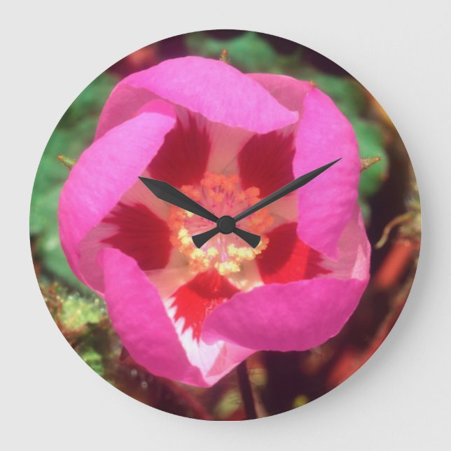 Desert Five Spot Wildflower Large Clock (Front)