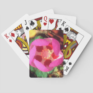 Desert Five Spot Wildflower Playing Cards