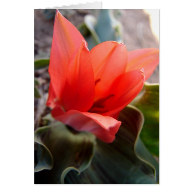 desert flower (Front)