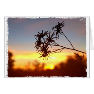 Desert Flower on Sunset Blank Card