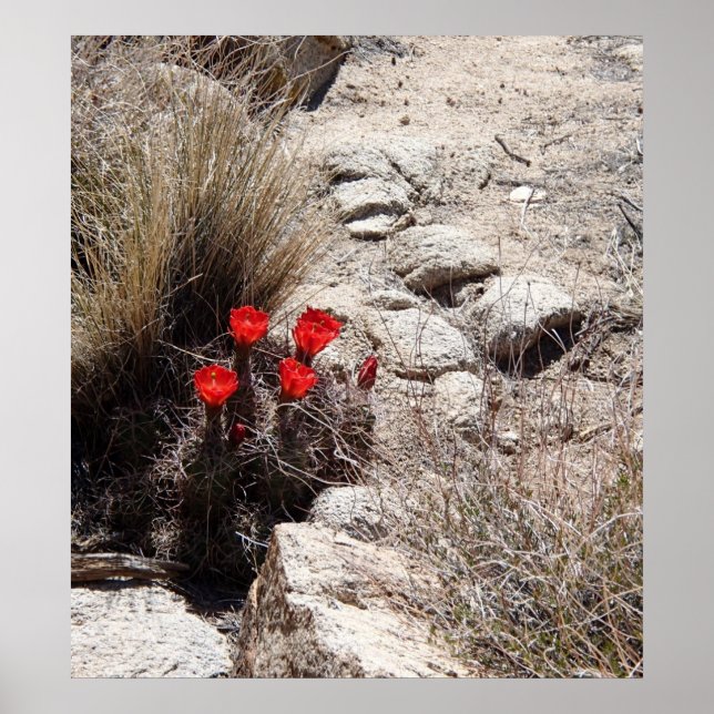 Desert Flowers, Joshua Tree National Park Poster (Front)