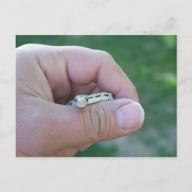 desert gopher snake postcard (Front)