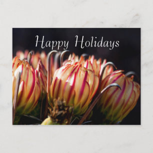 Desert Holiday in Bloom, Happy Holidays Postcard