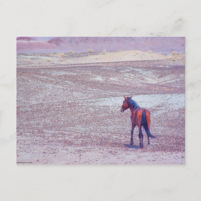 Desert Horse P8640 Postcard (Front)