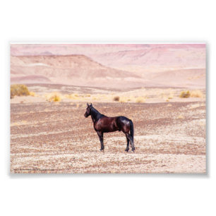Desert Horse P8664 Photo Print